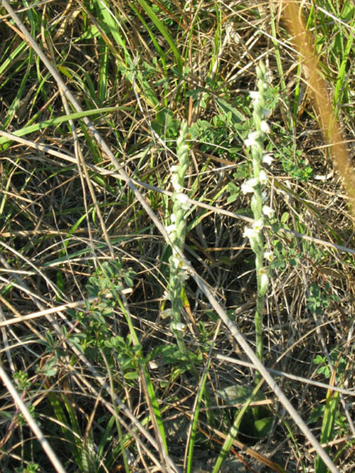 Occhio alle Spiranthes...